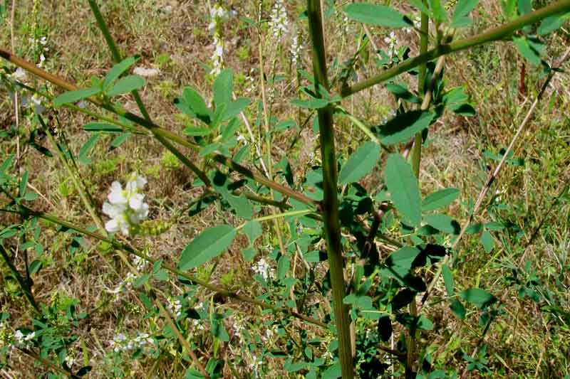 Trigonella alba (=Melilotus albus) / Meliloto bianco