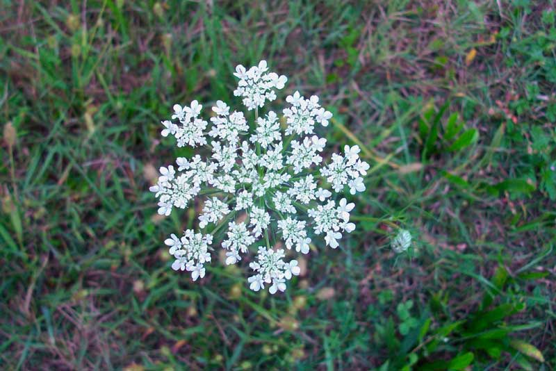 Ombrellifera ma quale? - Daucus carota