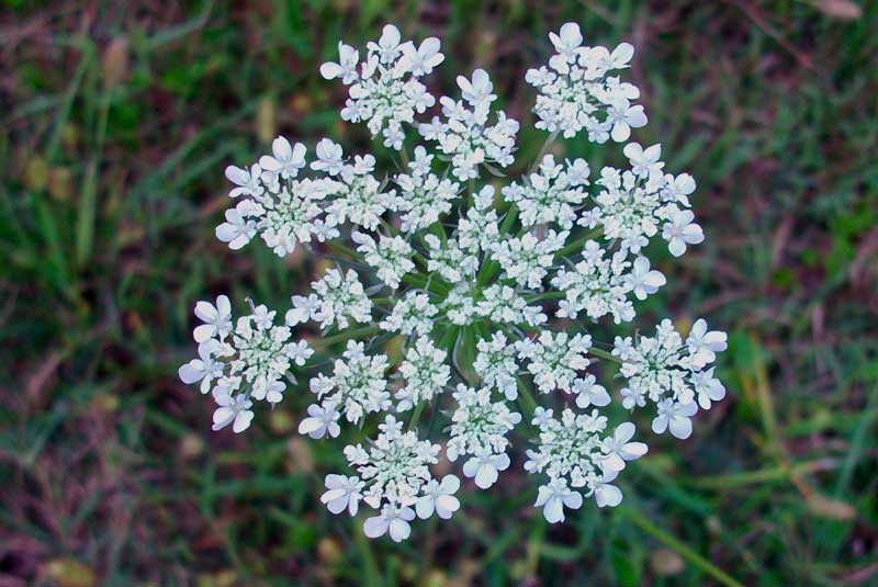 Ombrellifera ma quale? - Daucus carota