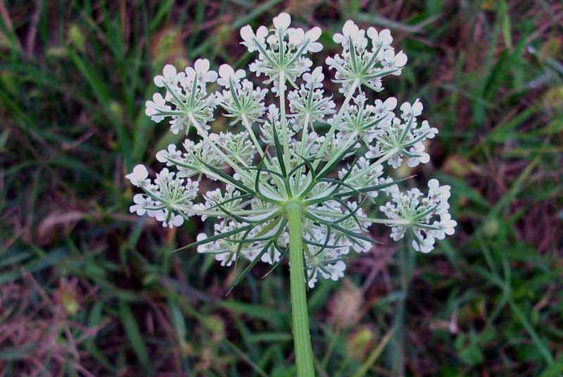 Ombrellifera ma quale? - Daucus carota