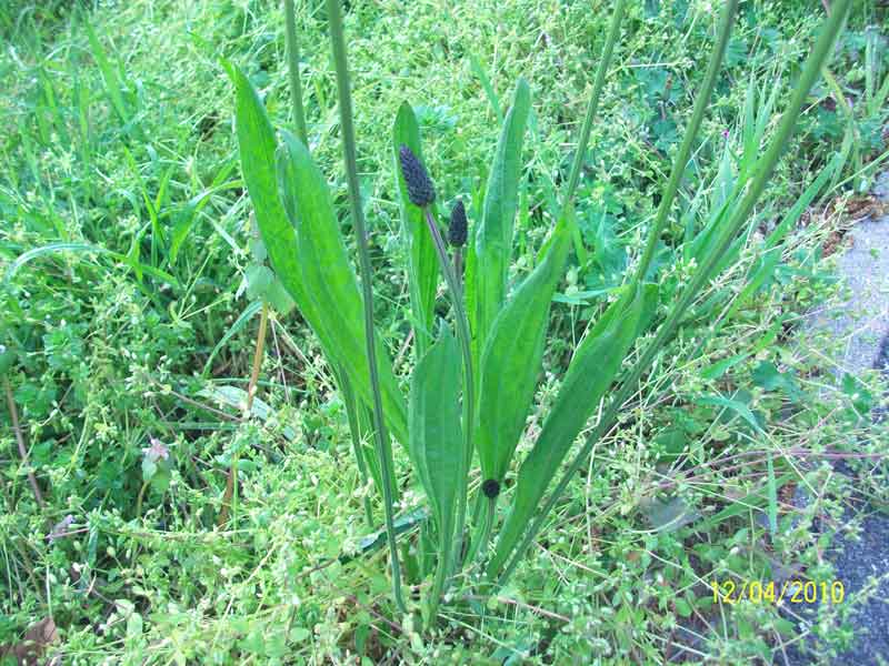 Plantago lanceolata