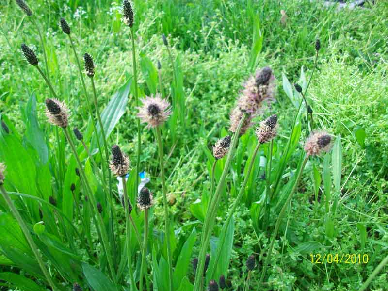 Plantago lanceolata