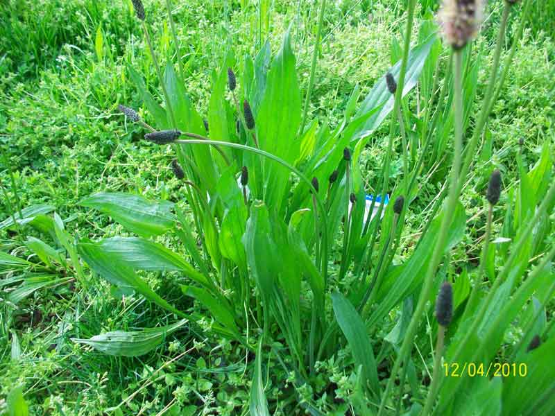 Plantago lanceolata