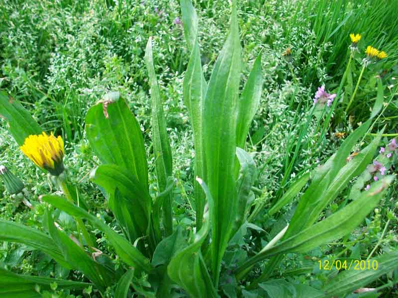 Plantago lanceolata