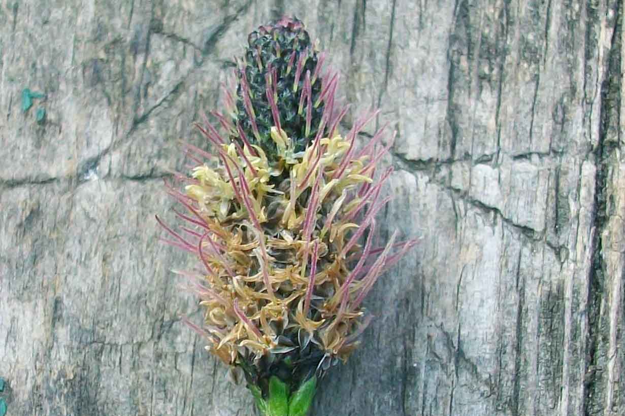 Plantago lanceolata