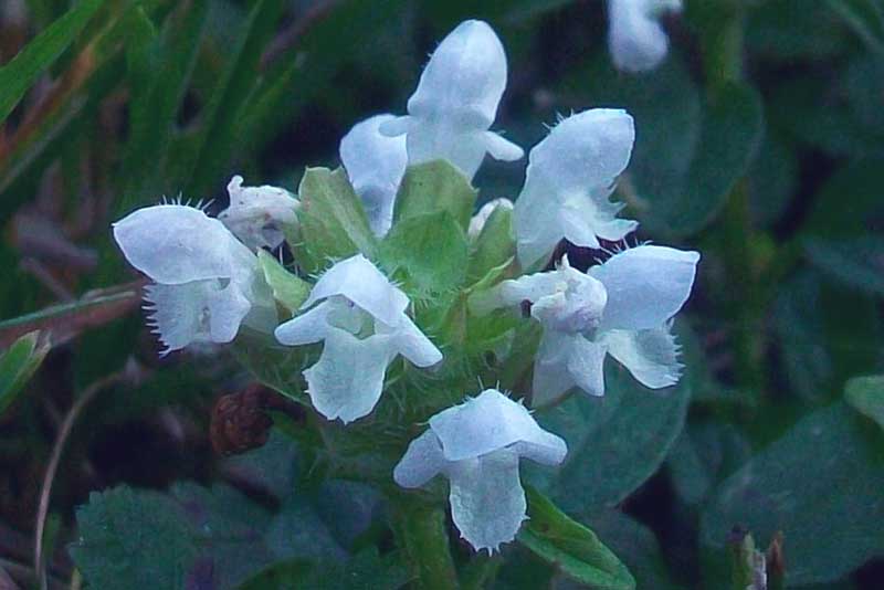 Prunella vulgaris a fiori bianchi