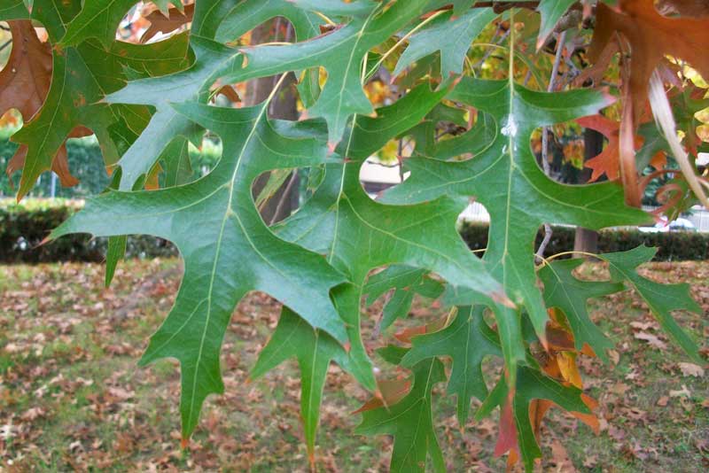 Quercus palustris