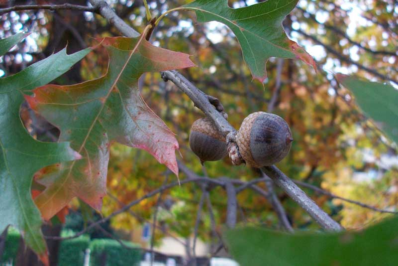 Quercus palustris