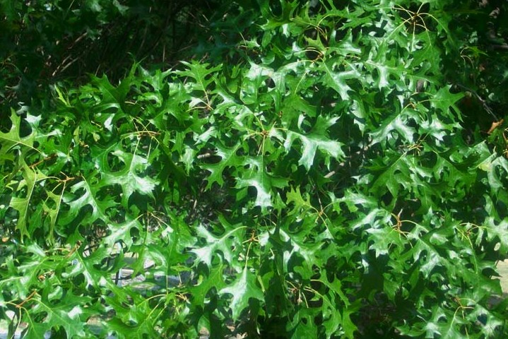 Quercus palustris