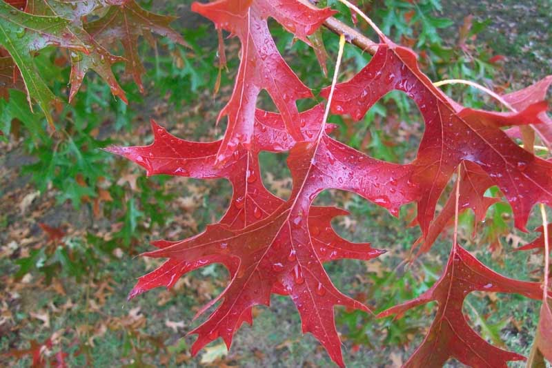 Quercus palustris