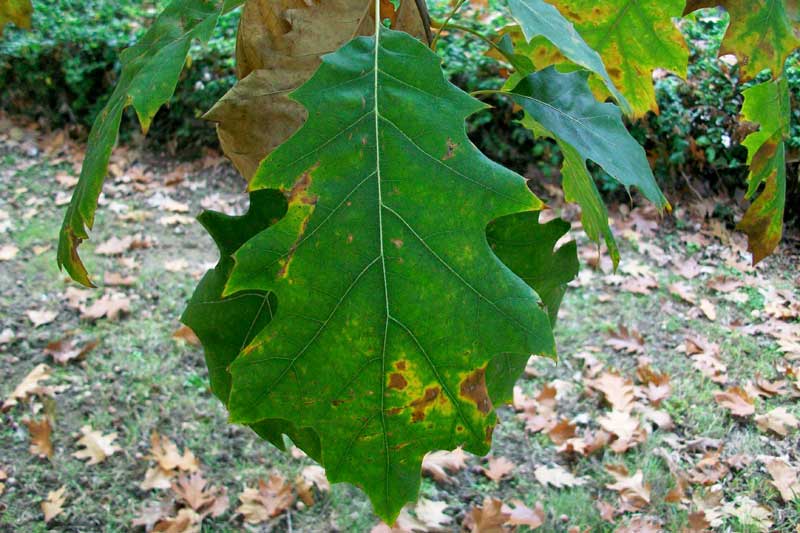 Quercus rubra?