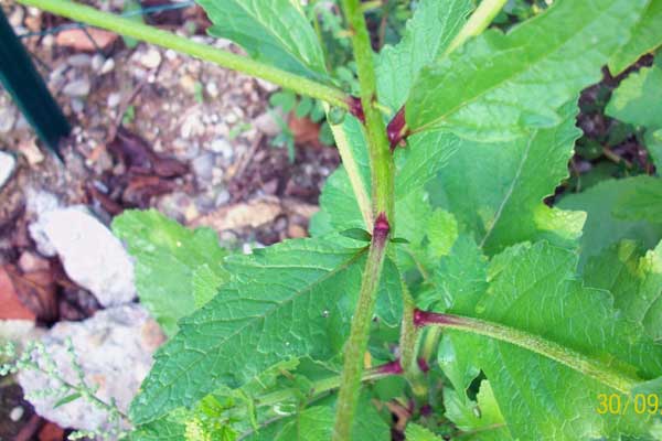 Pianta con fiori gialli -  Rapistrum cfr. rugosum