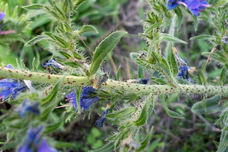 Echium sp.