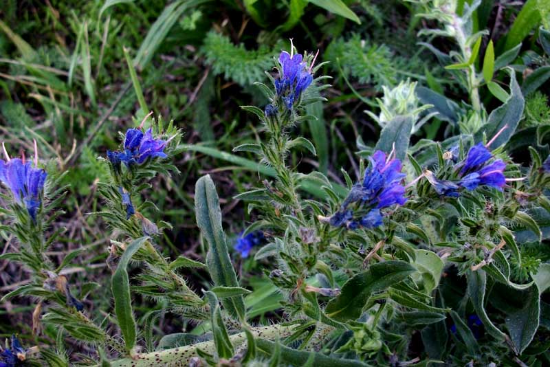 Echium sp.