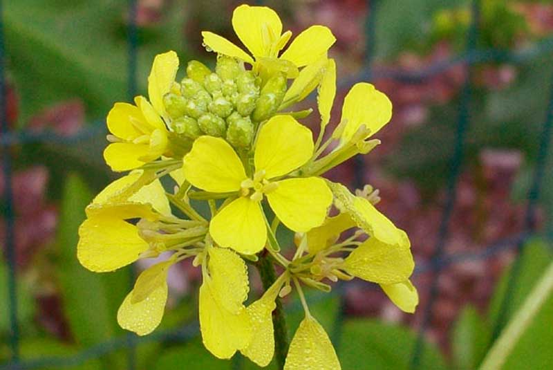 Pianta con fiori gialli -  Rapistrum cfr. rugosum