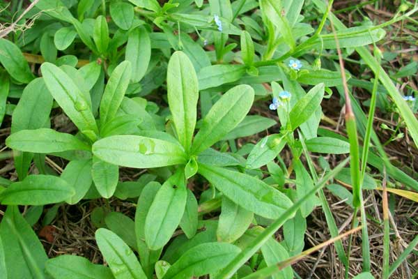 Myosotis sp