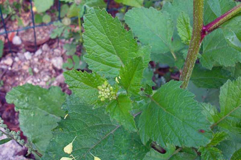 Pianta con fiori gialli -  Rapistrum cfr. rugosum