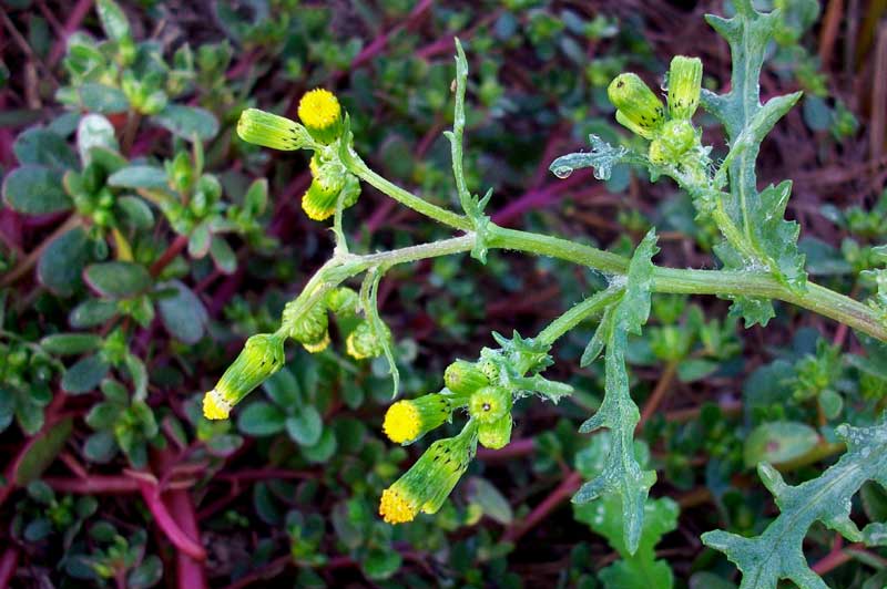 Senecio vulgaris