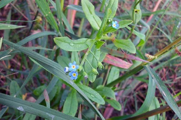 Myosotis sp