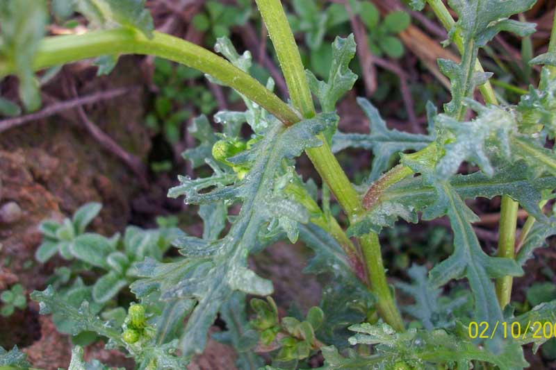 Senecio vulgaris