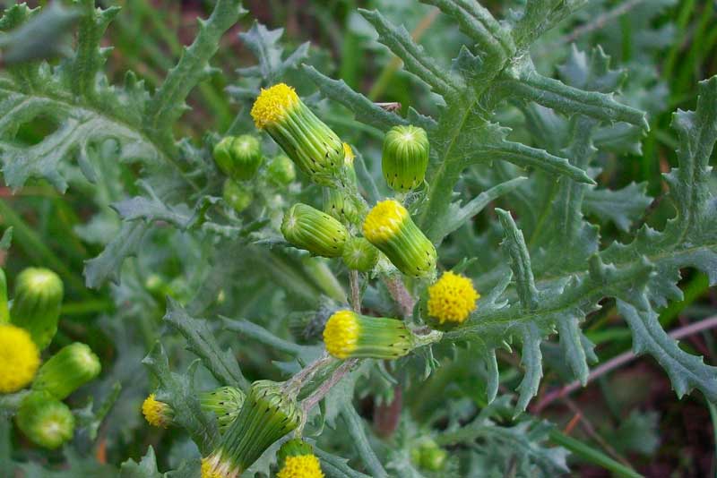 Senecio vulgaris