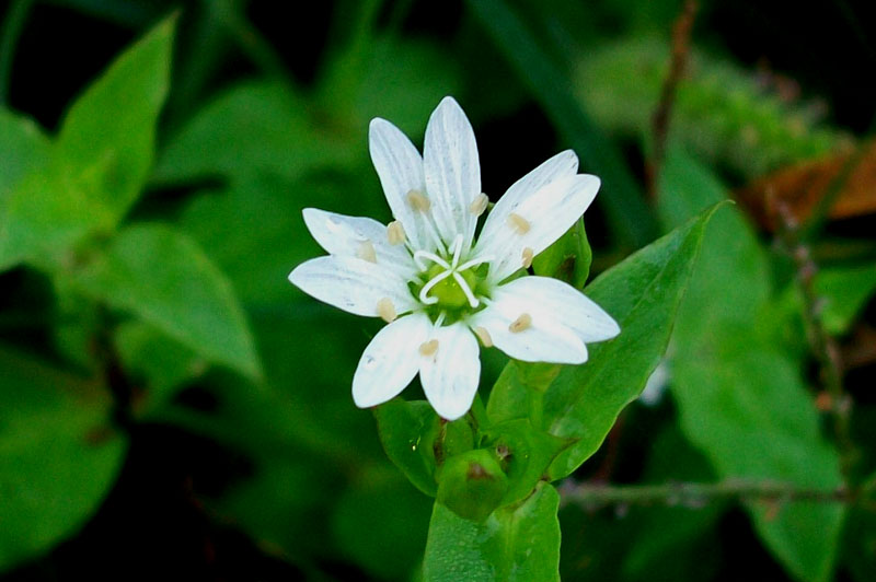 Stellaria aquatica (=Myosoton aquaticum) / Centocchio acquatico