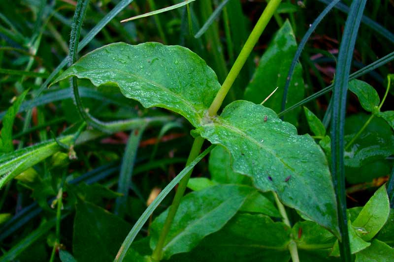 Stellaria aquatica (=Myosoton aquaticum) / Centocchio acquatico