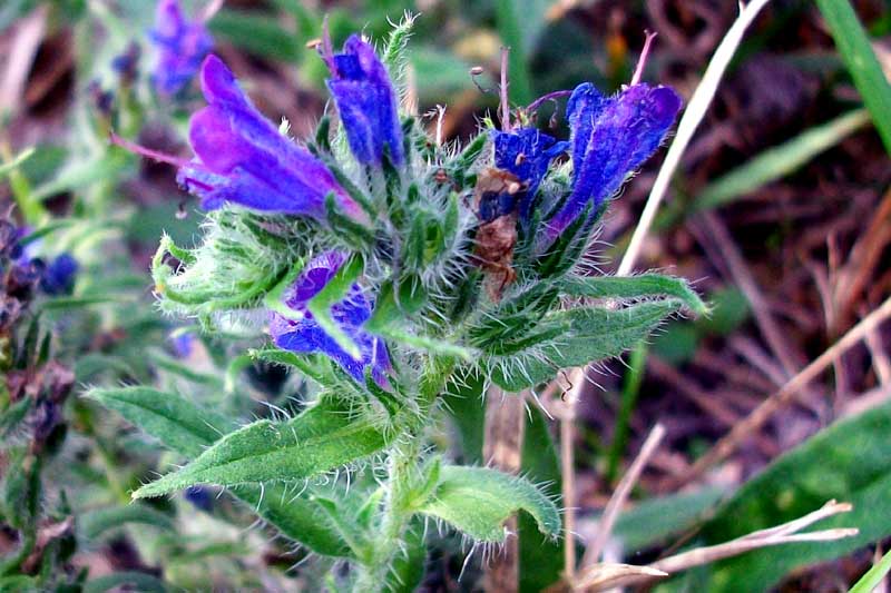 Echium sp.