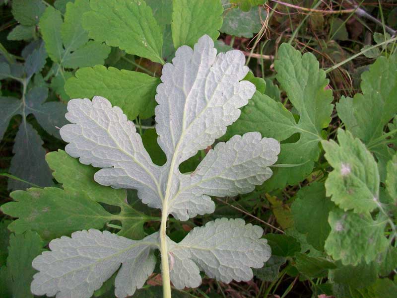 Chelidonium majus L. / celidonia