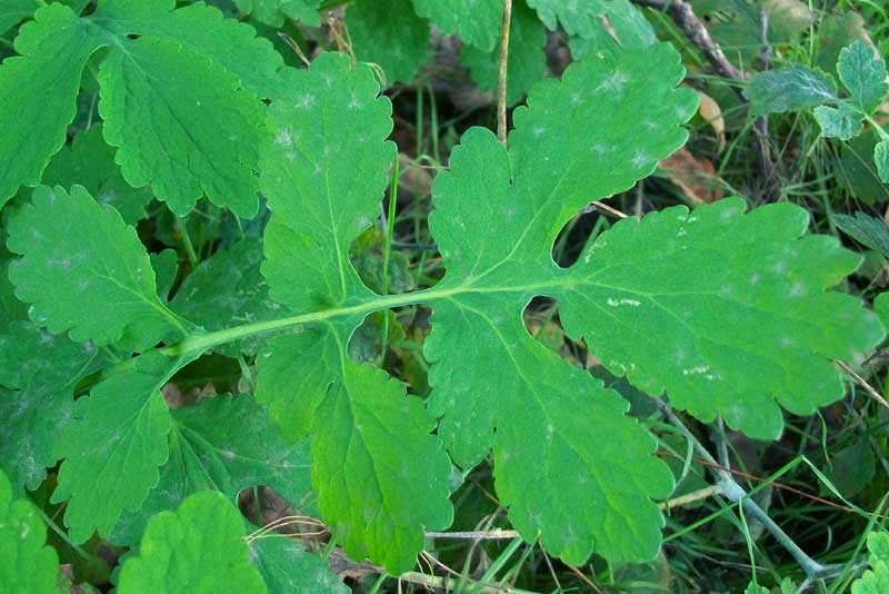 Chelidonium majus L. / celidonia