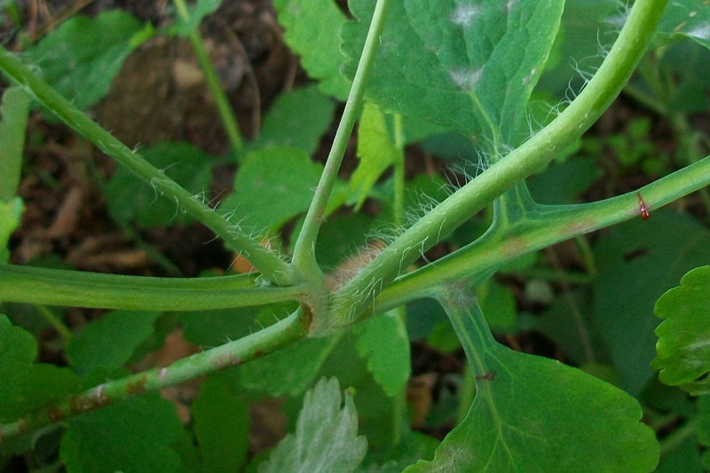 Chelidonium majus L. / celidonia