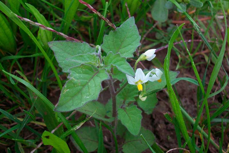 Solanum nigrum / Erba morella