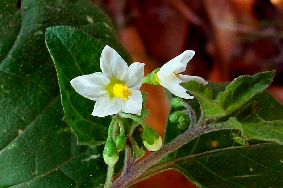 Solanum nigrum / Erba morella