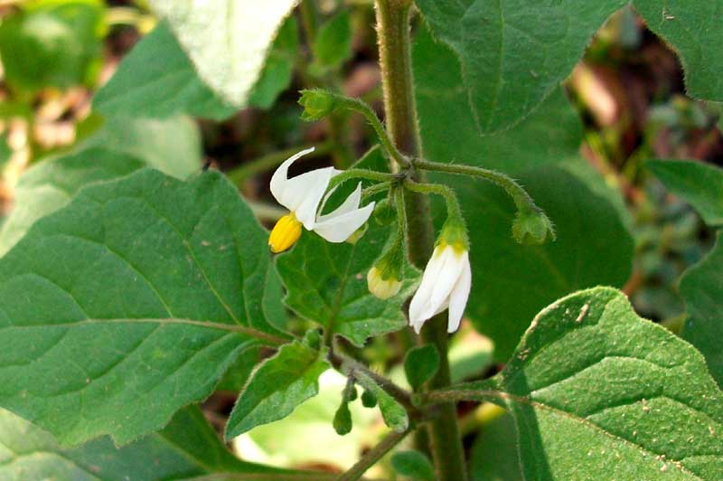 Solanum nigrum / Erba morella