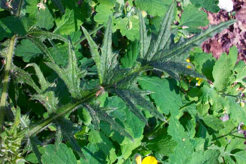 Cirsium vulgare