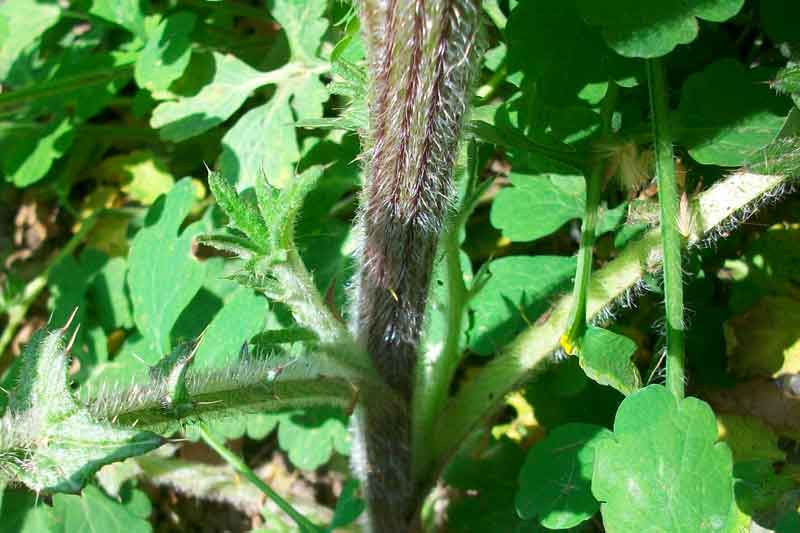 Cirsium vulgare