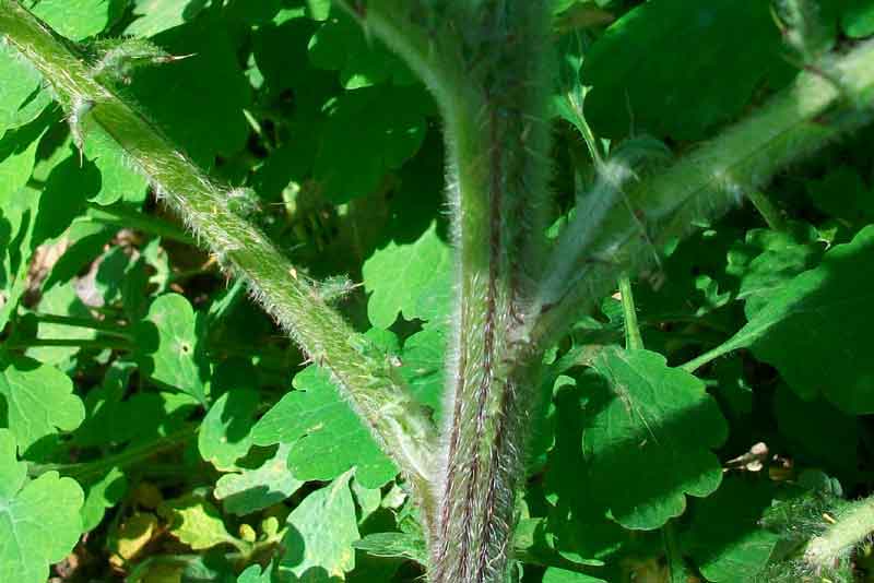 Cirsium vulgare