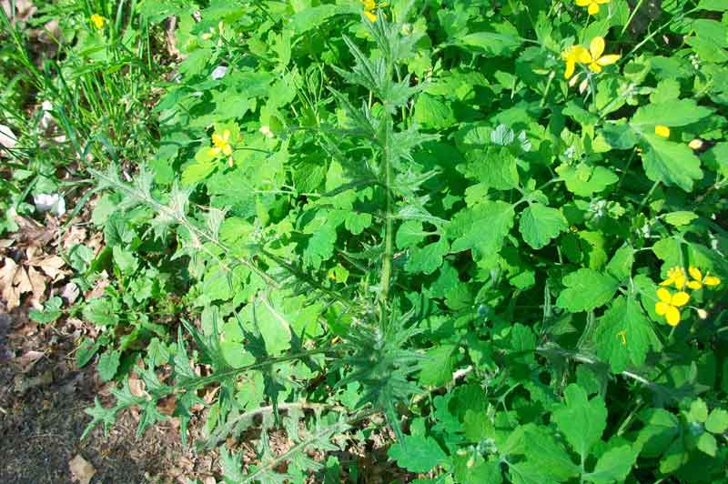 Cirsium vulgare