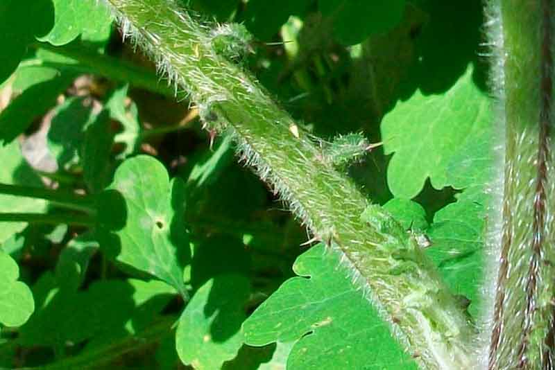 Cirsium vulgare