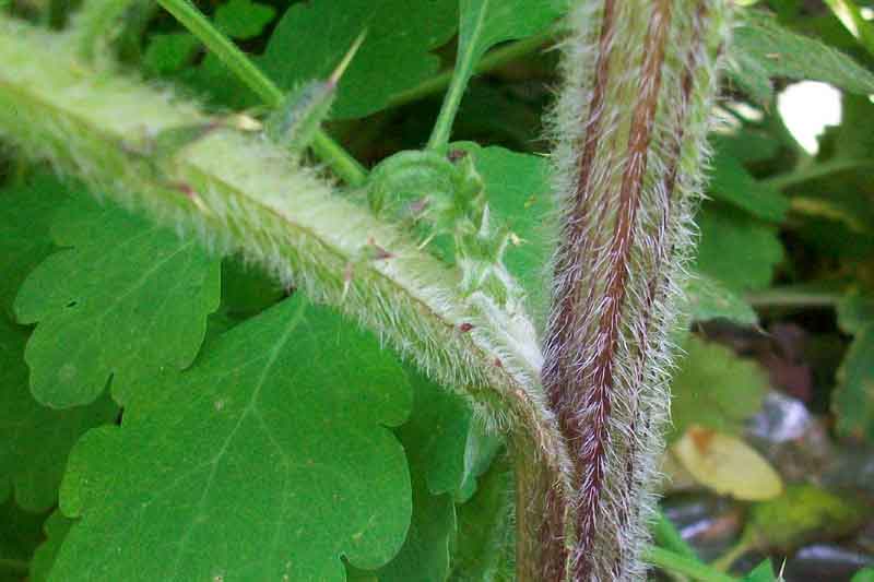 Cirsium vulgare