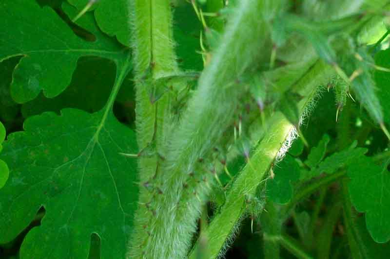 Cirsium vulgare