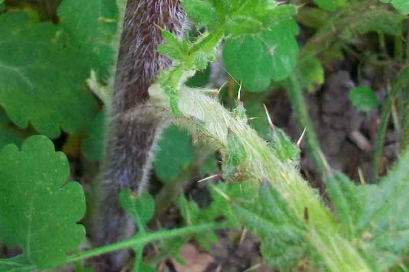 Cirsium vulgare