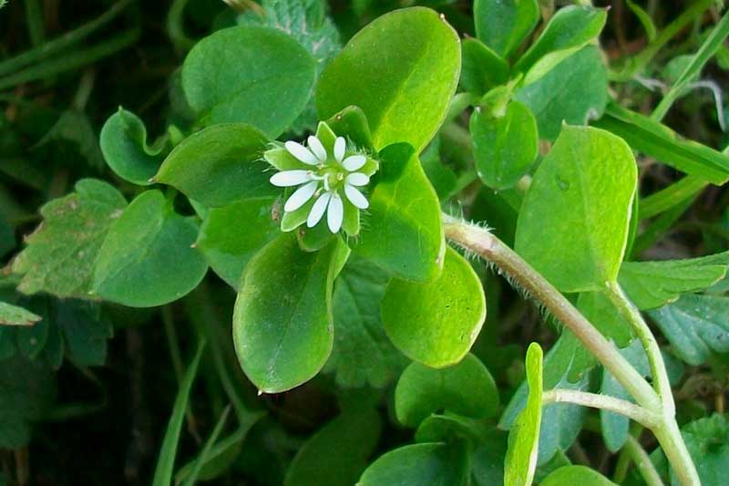 Stellaria media subsp. media / Centocchio comune