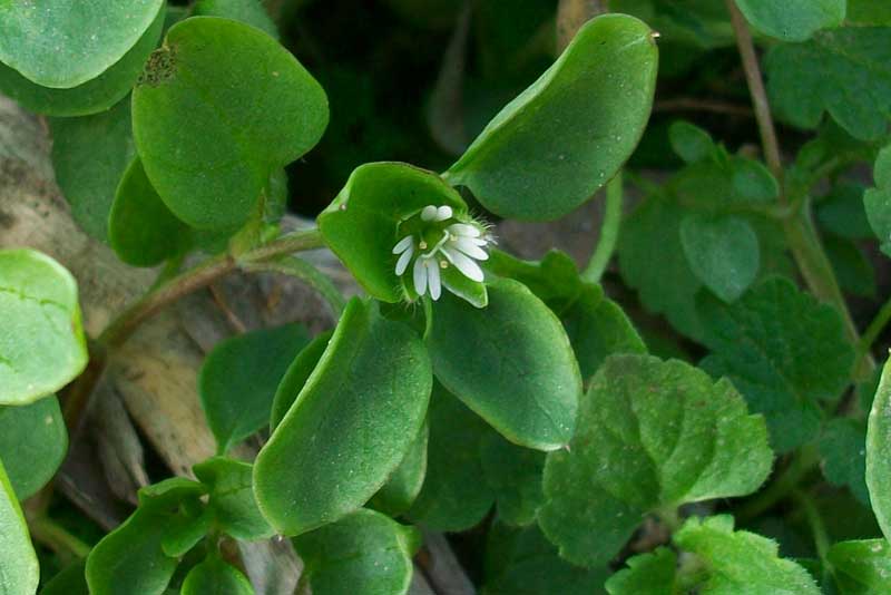 Stellaria media subsp. media / Centocchio comune