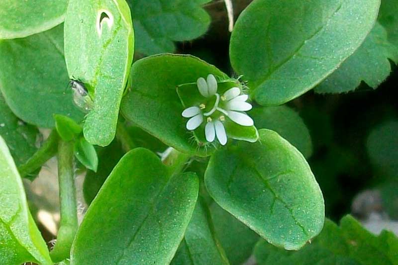 Stellaria media subsp. media / Centocchio comune