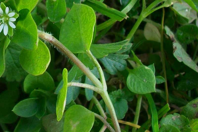 Stellaria media subsp. media / Centocchio comune