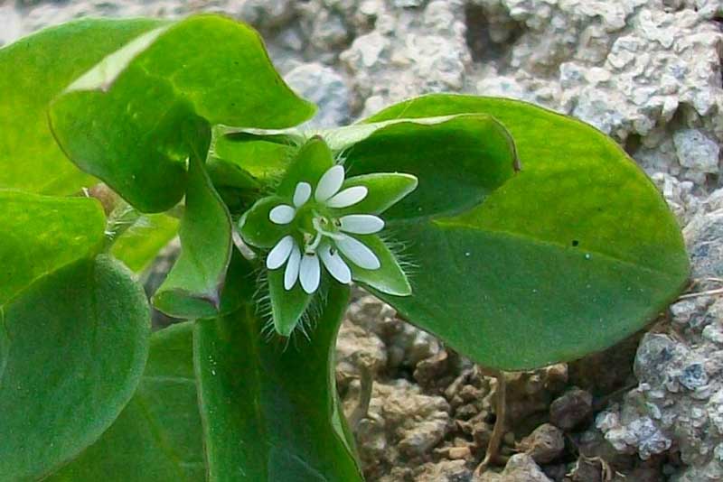 Stellaria media subsp. media / Centocchio comune