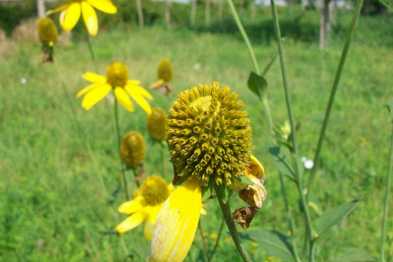 Rudbeckia laciniata / Rudbeckia comune