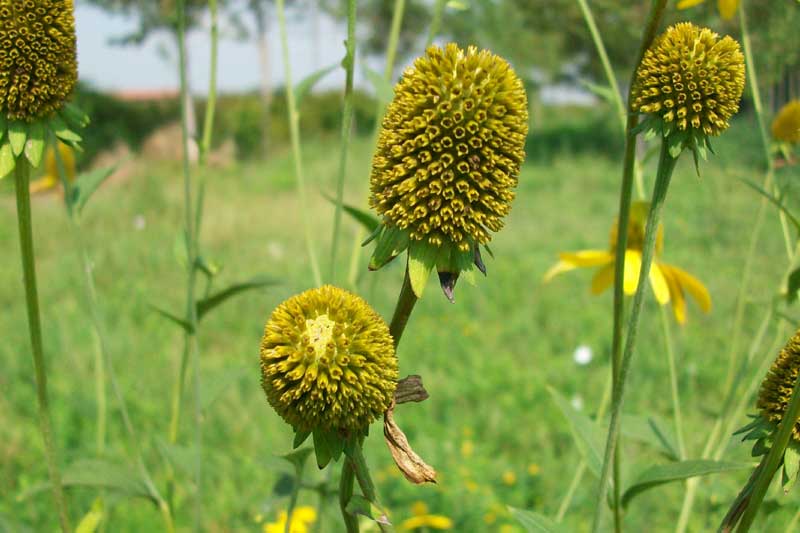 Rudbeckia laciniata / Rudbeckia comune