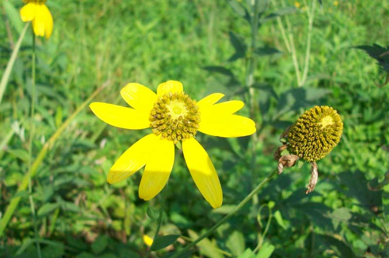 Rudbeckia laciniata / Rudbeckia comune